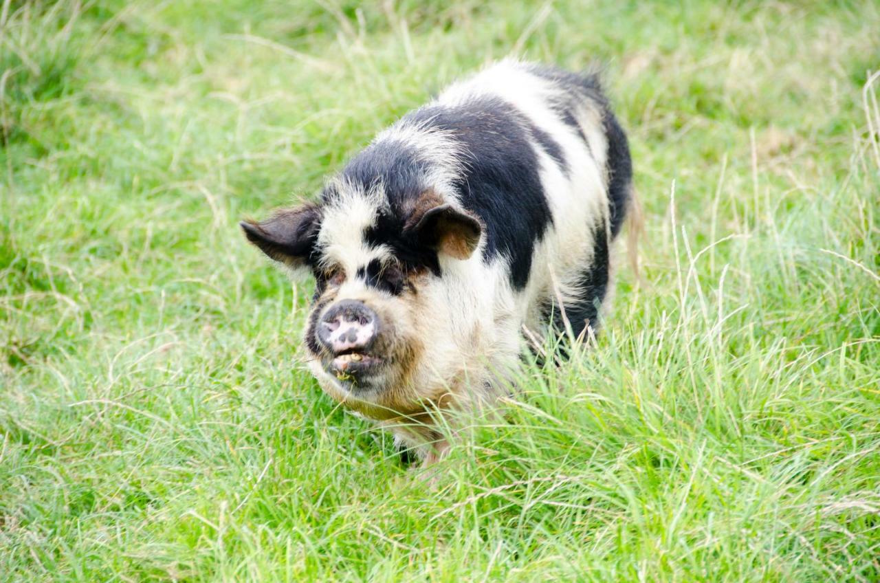 Sharlands Farm Holiday Cottages Bude Eksteriør billede