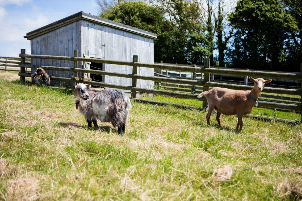 Sharlands Farm Holiday Cottages Bude Eksteriør billede